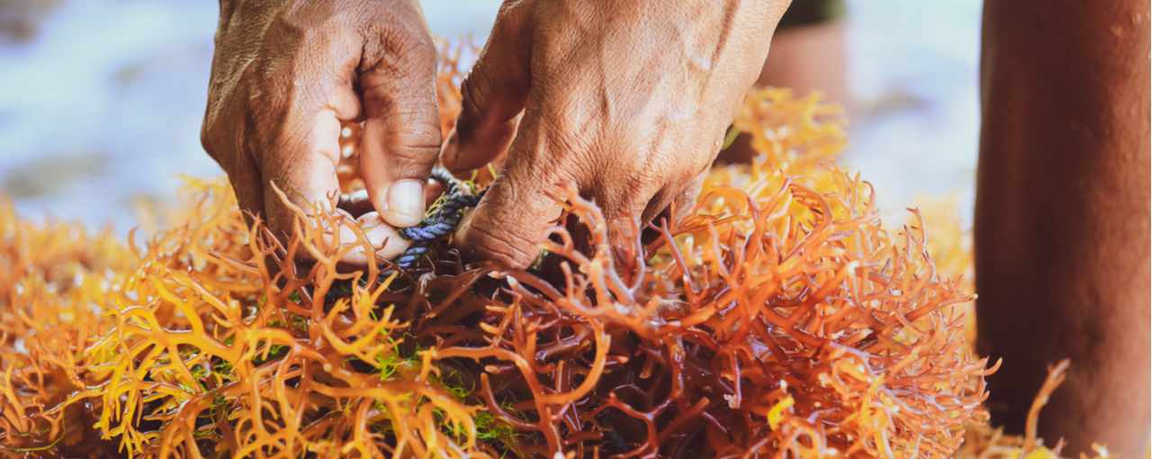 Carrageenan